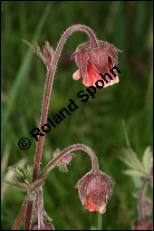 Bach-Nelkenwurz, Geum rivale, Rosaceae, Geum rivale, Bach-Nelkenwurz, Habitus blühend Kauf von 00618geum_rivaleimg_7100.jpg