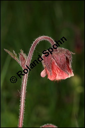 Bach-Nelkenwurz, Geum rivale, Rosaceae, Geum rivale, Bach-Nelkenwurz, Habitus blühend Kauf von 00618geum_rivaleimg_7101.jpg