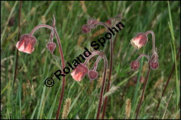 Bach-Nelkenwurz, Geum rivale, Rosaceae, Geum rivale, Bach-Nelkenwurz, Habitus blühend Kauf von 00618geum_rivaleimg_7103.jpg