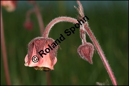 Bach-Nelkenwurz, Geum rivale, Rosaceae, Geum rivale, Bach-Nelkenwurz, Habitus blühend Kauf von 00618geum_rivaleimg_7104.jpg
