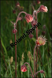Bach-Nelkenwurz, Geum rivale, Rosaceae, Geum rivale, Bach-Nelkenwurz, Habitus blühend Kauf von 00618geum_rivaleimg_7105.jpg