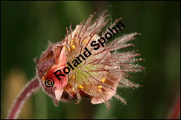 Bach-Nelkenwurz, Geum rivale, Rosaceae, Geum rivale, Bach-Nelkenwurz, Habitus blühend Kauf von 00618geum_rivaleimg_7106.jpg