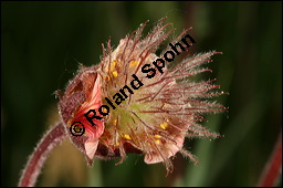 Bach-Nelkenwurz, Geum rivale, Rosaceae, Geum rivale, Bach-Nelkenwurz, Habitus blühend Kauf von 00618geum_rivaleimg_7107.jpg