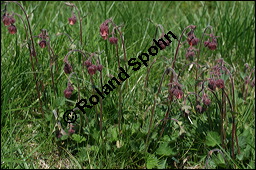 Bach-Nelkenwurz, Geum rivale, Rosaceae, Geum rivale, Bach-Nelkenwurz, Habitus blühend Kauf von 00618geum_rivaleimg_7110.jpg