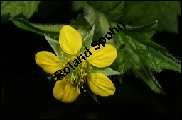 Echte Nelkenwurz, Gewöhnliche Nelkenwurz, Geum urbanum, Rosaceae, Geum urbanum, Echte Nelkenwurz, Gewöhnliche Nelkenwurz, Gemeine Nelkenwurz, fruchtend Kauf von 00619geum_urbanumimg_2433.jpg