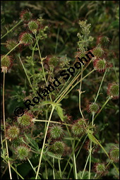 Echte Nelkenwurz, Gewöhnliche Nelkenwurz, Geum urbanum, Rosaceae, Geum urbanum, Echte Nelkenwurz, Gewöhnliche Nelkenwurz, Gemeine Nelkenwurz, fruchtend Kauf von 00619geum_urbanumimg_8180.jpg