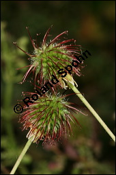Echte Nelkenwurz, Gewöhnliche Nelkenwurz, Geum urbanum, Rosaceae, Geum urbanum, Echte Nelkenwurz, Gewöhnliche Nelkenwurz, Gemeine Nelkenwurz, fruchtend Kauf von 00619geum_urbanumimg_8182.jpg