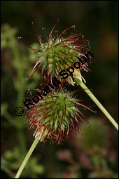 Echte Nelkenwurz, Gewöhnliche Nelkenwurz, Geum urbanum, Rosaceae, Geum urbanum, Echte Nelkenwurz, Gewöhnliche Nelkenwurz, Gemeine Nelkenwurz, fruchtend Kauf von 00619geum_urbanumimg_8183.jpg