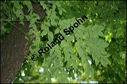 Amerikanischer Geweihbaum, Gymnocladus dioicus, Gymnocladus canadensis, Caesalpiniaceae, Gymnocladus dioicus, Amerikanischer Geweihbaum, Früchte Kauf von 00632gymnocladus_dioicusimg_3855.jpg