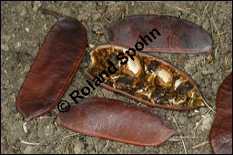 Amerikanischer Geweihbaum, Gymnocladus dioicus, Gymnocladus canadensis, Caesalpiniaceae, Gymnocladus dioicus, Amerikanischer Geweihbaum, Früchte Kauf von 00632gymnocladus_dioicusimg_7646.jpg