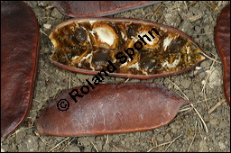 Amerikanischer Geweihbaum, Gymnocladus dioicus, Gymnocladus canadensis, Caesalpiniaceae, Gymnocladus dioicus, Amerikanischer Geweihbaum, Früchte Kauf von 00632gymnocladus_dioicusimg_7647.jpg