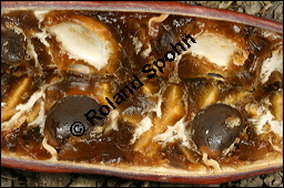 Amerikanischer Geweihbaum, Gymnocladus dioicus, Gymnocladus canadensis, Caesalpiniaceae, Gymnocladus dioicus, Amerikanischer Geweihbaum, Früchte Kauf von 00632gymnocladus_dioicusimg_7648.jpg