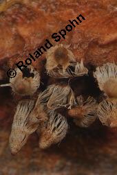 Birnengitterrost, Gymnosporangium sabinae, Gymnosporangium fuscum, Gymnosporangium sabinae, Gymnosporangium fuscum, Birnengitterrost, Basidiomyceten, Fruchtkörper, auf Pyrus communis, Gewöhnliche Birne Kauf von 00633_gymnosporangium_sabinae_dsc_8320.jpg