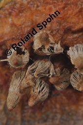 Birnengitterrost, Gymnosporangium sabinae, Gymnosporangium fuscum, Gymnosporangium sabinae, Gymnosporangium fuscum, Birnengitterrost, Basidiomyceten, Fruchtkörper, auf Pyrus communis, Gewöhnliche Birne Kauf von 00633_gymnosporangium_sabinae_dsc_8321.jpg