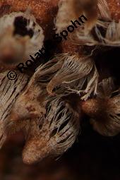 Birnengitterrost, Gymnosporangium sabinae, Gymnosporangium fuscum, Gymnosporangium sabinae, Gymnosporangium fuscum, Birnengitterrost, Basidiomyceten, Fruchtkörper, auf Pyrus communis, Gewöhnliche Birne Kauf von 00633_gymnosporangium_sabinae_dsc_8327.jpg