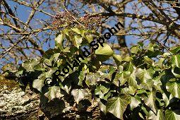 Gewöhnlicher Efeu, Hedera helix, Araliaceae, Hedera helix, Gewöhnlicher Efeu, Stamm mit Haftwurzeln Kauf von 00638_hedera_helix_dsc_1439.jpg