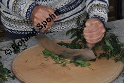 Gewöhnlicher Efeu, Hedera helix, Araliaceae, Hedera helix, Gewöhnlicher Efeu, Stamm mit Haftwurzeln Kauf von 00638_hedera_helix_dsc_5886.jpg