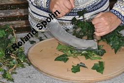 Gewöhnlicher Efeu, Hedera helix, Araliaceae, Hedera helix, Gewöhnlicher Efeu, Stamm mit Haftwurzeln Kauf von 00638_hedera_helix_dsc_5887.jpg