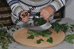 Gewöhnlicher Efeu, Hedera helix, Araliaceae, Hedera helix, Gewöhnlicher Efeu, Stamm mit Haftwurzeln Kauf von 00638_hedera_helix_dsc_5888.jpg