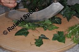 Gewöhnlicher Efeu, Hedera helix, Araliaceae, Hedera helix, Gewöhnlicher Efeu, Stamm mit Haftwurzeln Kauf von 00638_hedera_helix_dsc_5889.jpg