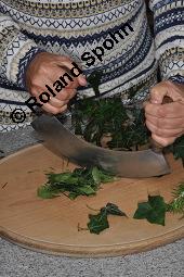 Gewöhnlicher Efeu, Hedera helix, Araliaceae, Hedera helix, Gewöhnlicher Efeu, Stamm mit Haftwurzeln Kauf von 00638_hedera_helix_dsc_5890.jpg