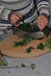 Gewöhnlicher Efeu, Hedera helix, Araliaceae, Hedera helix, Gewöhnlicher Efeu, Stamm mit Haftwurzeln Kauf von 00638_hedera_helix_dsc_5891.jpg