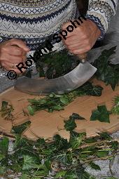 Gewöhnlicher Efeu, Hedera helix, Araliaceae, Hedera helix, Gewöhnlicher Efeu, Stamm mit Haftwurzeln Kauf von 00638_hedera_helix_dsc_5892.jpg