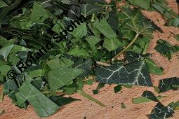 Gewöhnlicher Efeu, Hedera helix, Araliaceae, Hedera helix, Gewöhnlicher Efeu, Stamm mit Haftwurzeln Kauf von 00638_hedera_helix_dsc_5895.jpg