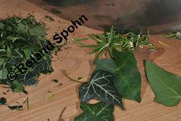 Gewöhnlicher Efeu, Hedera helix, Araliaceae, Hedera helix, Gewöhnlicher Efeu, Stamm mit Haftwurzeln Kauf von 00638_hedera_helix_dsc_5896.jpg