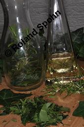 Gewöhnlicher Efeu, Hedera helix, Araliaceae, Hedera helix, Gewöhnlicher Efeu, Stamm mit Haftwurzeln Kauf von 00638_hedera_helix_dsc_5897.jpg