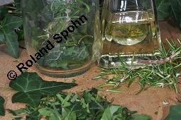 Gewöhnlicher Efeu, Hedera helix, Araliaceae, Hedera helix, Gewöhnlicher Efeu, Stamm mit Haftwurzeln Kauf von 00638_hedera_helix_dsc_5899.jpg