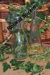 Gewöhnlicher Efeu, Hedera helix, Araliaceae, Hedera helix, Gewöhnlicher Efeu, Stamm mit Haftwurzeln Kauf von 00638_hedera_helix_dsc_5900.jpg