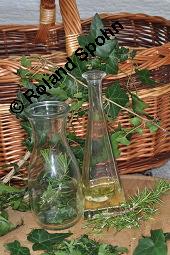 Gewöhnlicher Efeu, Hedera helix, Araliaceae, Hedera helix, Gewöhnlicher Efeu, Stamm mit Haftwurzeln Kauf von 00638_hedera_helix_dsc_5901.jpg