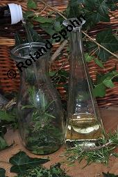 Gewöhnlicher Efeu, Hedera helix, Araliaceae, Hedera helix, Gewöhnlicher Efeu, Stamm mit Haftwurzeln Kauf von 00638_hedera_helix_dsc_5902.jpg