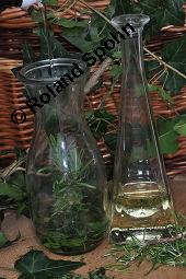 Gewöhnlicher Efeu, Hedera helix, Araliaceae, Hedera helix, Gewöhnlicher Efeu, Stamm mit Haftwurzeln Kauf von 00638_hedera_helix_dsc_5903.jpg