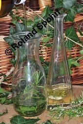 Gewöhnlicher Efeu, Hedera helix, Araliaceae, Hedera helix, Gewöhnlicher Efeu, Stamm mit Haftwurzeln Kauf von 00638_hedera_helix_dsc_5904.jpg