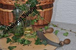 Gewöhnlicher Efeu, Hedera helix, Araliaceae, Hedera helix, Gewöhnlicher Efeu, Stamm mit Haftwurzeln Kauf von 00638_hedera_helix_dsc_5905.jpg