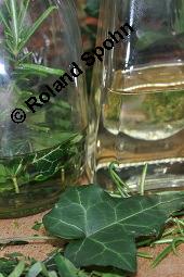 Gewöhnlicher Efeu, Hedera helix, Araliaceae, Hedera helix, Gewöhnlicher Efeu, Stamm mit Haftwurzeln Kauf von 00638_hedera_helix_dsc_5907.jpg