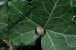 Gewöhnlicher Efeu, Hedera helix, Araliaceae, Hedera helix, Gewöhnlicher Efeu, Stamm mit Haftwurzeln Kauf von 00638_hedera_helix_dsc_7499.jpg
