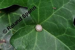 Gewöhnlicher Efeu, Hedera helix, Araliaceae, Hedera helix, Gewöhnlicher Efeu, Stamm mit Haftwurzeln Kauf von 00638_hedera_helix_dsc_7500.jpg