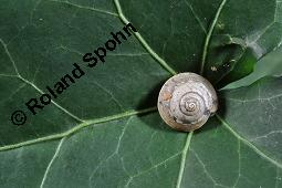 Gewöhnlicher Efeu, Hedera helix, Araliaceae, Hedera helix, Gewöhnlicher Efeu, Stamm mit Haftwurzeln Kauf von 00638_hedera_helix_dsc_7501.jpg