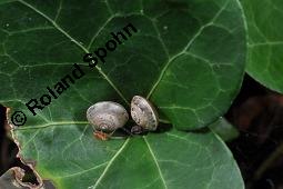 Gewöhnlicher Efeu, Hedera helix, Araliaceae, Hedera helix, Gewöhnlicher Efeu, Stamm mit Haftwurzeln Kauf von 00638_hedera_helix_dsc_7503.jpg