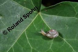 Gewöhnlicher Efeu, Hedera helix, Araliaceae, Hedera helix, Gewöhnlicher Efeu, Stamm mit Haftwurzeln Kauf von 00638_hedera_helix_dsc_7504.jpg