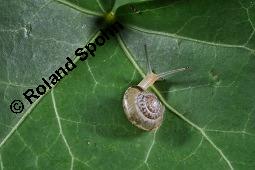 Gewöhnlicher Efeu, Hedera helix, Araliaceae, Hedera helix, Gewöhnlicher Efeu, Stamm mit Haftwurzeln Kauf von 00638_hedera_helix_dsc_7505.jpg