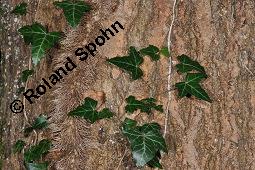 Gewöhnlicher Efeu, Hedera helix, Araliaceae, Hedera helix, Gewöhnlicher Efeu, Stamm mit Haftwurzeln Kauf von 00638_hedera_helix_dsc_7692.jpg