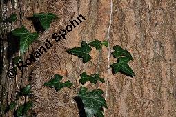 Gewöhnlicher Efeu, Hedera helix, Araliaceae, Hedera helix, Gewöhnlicher Efeu, Stamm mit Haftwurzeln Kauf von 00638_hedera_helix_dsc_7693.jpg