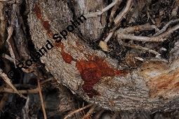 Gewöhnlicher Efeu, Hedera helix, Araliaceae, Hedera helix, Gewöhnlicher Efeu, Stamm mit Haftwurzeln Kauf von 00638_hedera_helix_dsc_8264.jpg