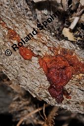 Gewöhnlicher Efeu, Hedera helix, Araliaceae, Hedera helix, Gewöhnlicher Efeu, Stamm mit Haftwurzeln Kauf von 00638_hedera_helix_dsc_8265.jpg