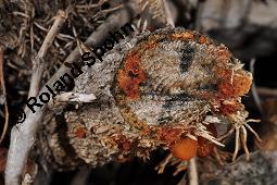 Gewöhnlicher Efeu, Hedera helix, Araliaceae, Hedera helix, Gewöhnlicher Efeu, Stamm mit Haftwurzeln Kauf von 00638_hedera_helix_dsc_8266.jpg