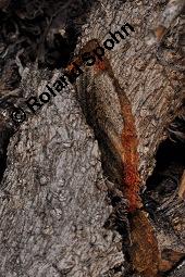 Gewöhnlicher Efeu, Hedera helix, Araliaceae, Hedera helix, Gewöhnlicher Efeu, Stamm mit Haftwurzeln Kauf von 00638_hedera_helix_dsc_8267.jpg